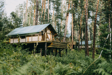 Fototapeta na wymiar Glamping site in the pine forest. Summer day