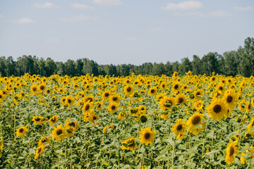 Fototapeta premium beautiful view of a field of blooming sunflowers. sunflower texture. Organic and natural flower background. Sunflowers field background.