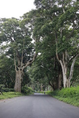 huge trees on either side of the highway road in a dense south indian forest