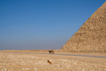 Horse, wagon, Pyramids of Giza. Egypt