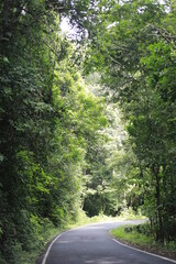 Fototapeta premium winding road in a dense forest