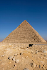 The dog, the pyramid of Giza. Egypt