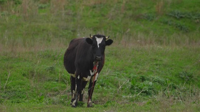 Black and White Cow Standing Meadow. Animal Turns Head at the camera. Grazing farm aminal. Green grass. Spring day. Close up shot.