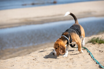 nawet na piachu na plaży beagle szuka tropu - obrazy, fototapety, plakaty
