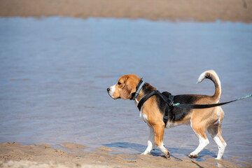 beagle trójkolorowy spaceruje nad wodą - obrazy, fototapety, plakaty