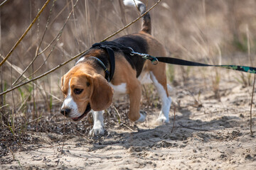 młody beagle na spacerze