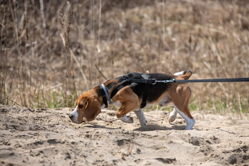 młody pies rasy beagle z nosem przy ziemi - obrazy, fototapety, plakaty