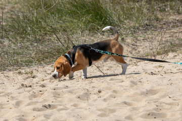 beagle tropiący zwierzynę podczas spaceru na plaży