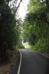 a road winding through the dense forest of a mountainous village