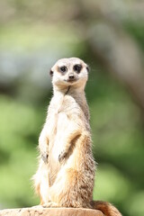 見張り番中のミーアキャット