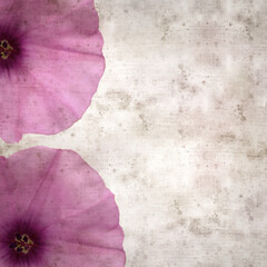 square stylish old textured paper background with pale pink flowers of Convolvulus althaeoides,...