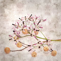 square stylish old textured paper background with pale lilac flowers of Melia azedarach, chinaberry tree 
