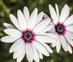 Cape Marguerite Daisies . Close up . White