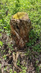 Fototapeta premium stump in the forest