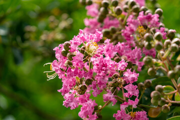 flower of the crape myrtle are in bloom in Japan.