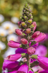 Common Foxglove . Frontal view . Sky Magenta
