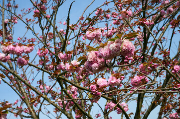 Pink blossom on flowering cherry tree.