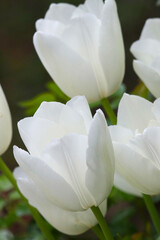 Plakat Full blooming large white tulip flowers.