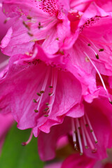 " Rhododendron (Shakuyaku)" pink flowerhead closeup macro photography.
