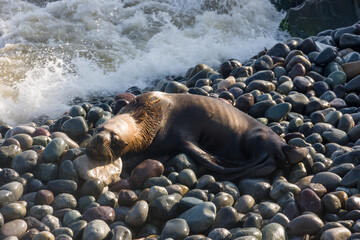Skinny dying South American sea lion (Otaria flavescens) get out on rocks coast in Lima due to El Nino