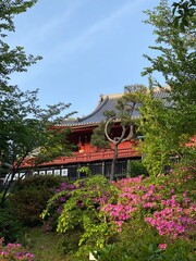 Fototapeta premium Beautiful Azalea blossoms in front of a Japanese temple, Ueno Park, Tokyo Japan, year 2022 spring