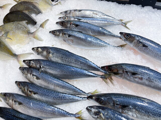 Fresh raw fishes display on ice sold in the market. Cooled background, good cuisine material.