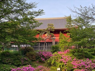 Beautiful Azalea blossoms in front of a Japanese temple, Ueno Park, Tokyo Japan, year 2022 spring
