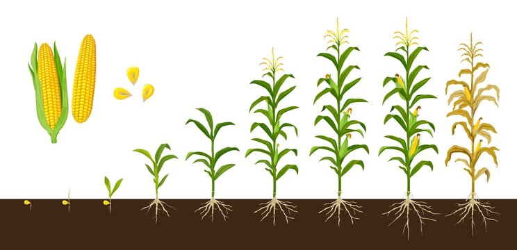 Corn maize growth stages, vector crop plant of agriculture and farm with corn vegetable cobs and kernels. Seedling, stalk and leaves growing, cob development, grain filling, maize harvest