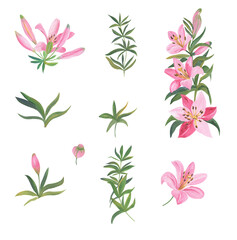 Illustrations of pink lilies set
