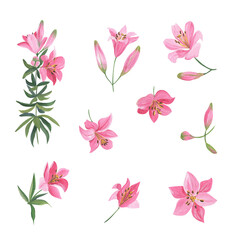 Fototapeta na wymiar Illustrations of pink lily flowers