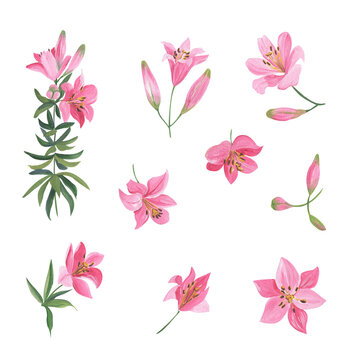 Illustrations of pink lily flowers