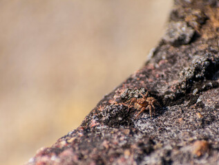 Jumping spider crawling on a concrete surface