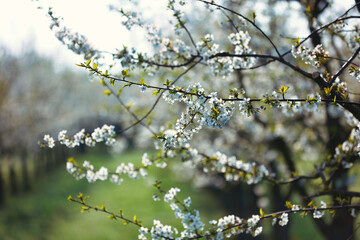 Cherry branch in bloom, landscape format..