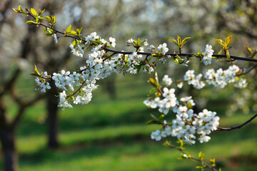 Cherry blossoms on the tree, whole branch, landscape format..