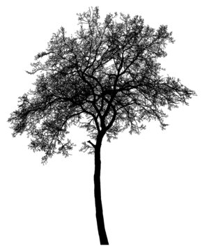 Silhouette of a tree on a white background. Realistic black and white illustration of an elm tree.