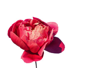 Pink peony on white isolated background. Front view. Copy space. Selective focus