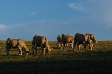 Fototapeta na wymiar Vaches charolaises soleil couchant