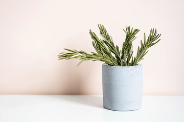 Rosemary bouquet in vase, stylish home decor, copy space.