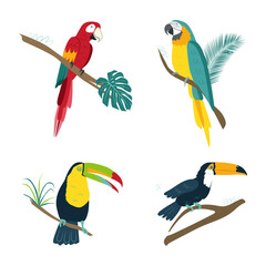 Vector tropical birds parrots. Macaw, rainbow toucan. Isolates on a white background in a hand-drawn style for decoration