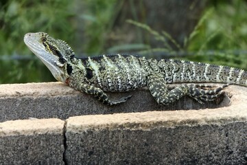 Lizard resting on bricks