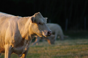 Vache charolaise