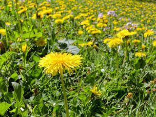 Close-up of a dandelion flower in a meadow with lots of blurred dandelions in the background, Taraxacum officinale
