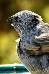 Happy Family with water dripping from its beak