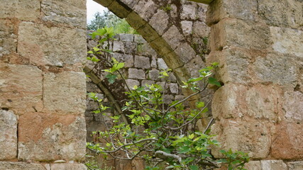 Israel figs under ancient arches in Galilee
