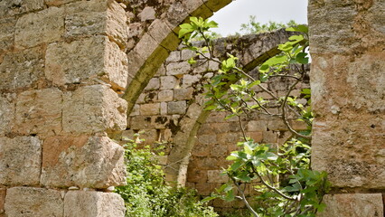 Israel figs under ancient arches in Galilee