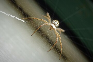 close up orb spider on a web