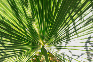 Fototapeta na wymiar a background with palm leaves