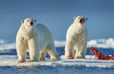 Polar bear on drifting ice with snow feeding on killed seal, skeleton and blood, wildlife Svalbard, Norway. Beras with carcass, wildlife nature. © ondrejprosicky