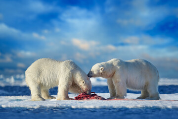 Polar bear on drifting ice with snow feeding on killed seal, skeleton and blood, wildlife Svalbard, Norway. Beras with carcass, wildlife nature. © ondrejprosicky