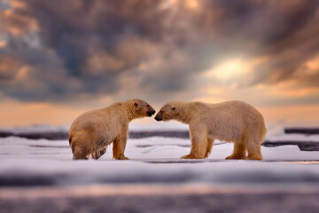 Polar bear on drifting ice with snow feeding on killed seal,wildlife Svalbard, Norway. Beras with...